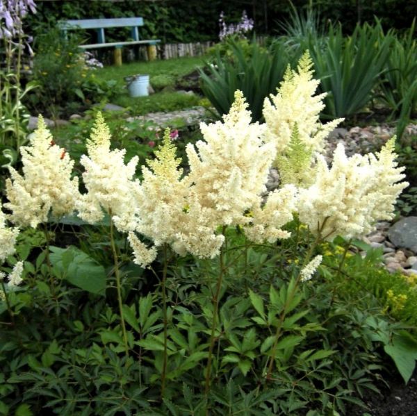 Vision in White Astilbe