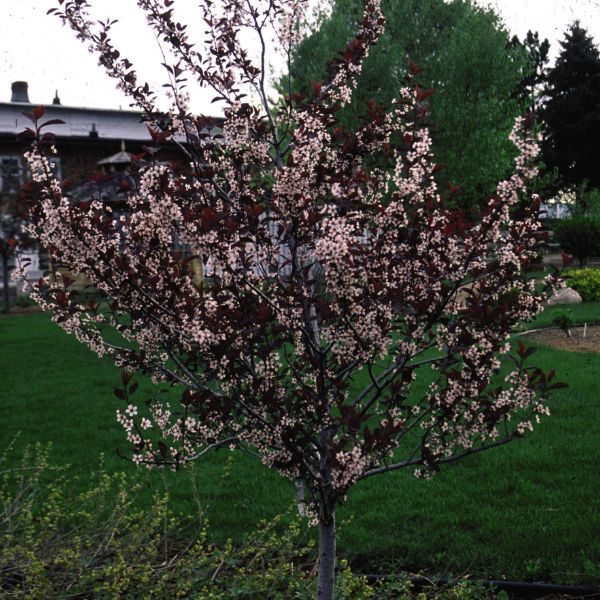 Purpleleaf Sand Cherry Tree