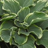 Sagae Hosta