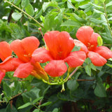 Trumpet Creeper