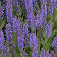 Salvia Blue Hill