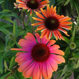 Butterfly Rainbow Marcella Coneflower