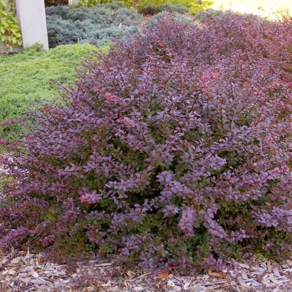 Crimson Pygmy Barberry