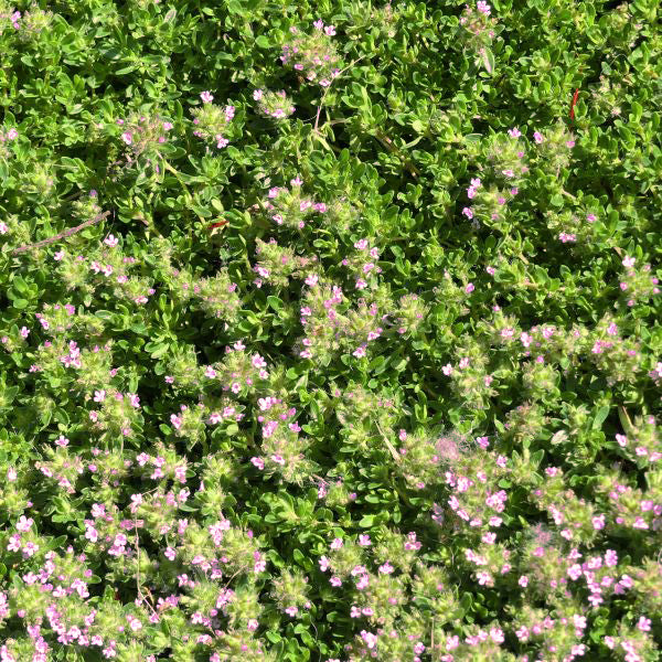 Creeping Thyme