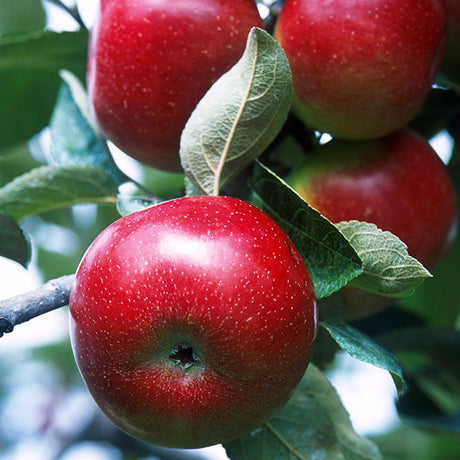 Red Delicious Apple Tree