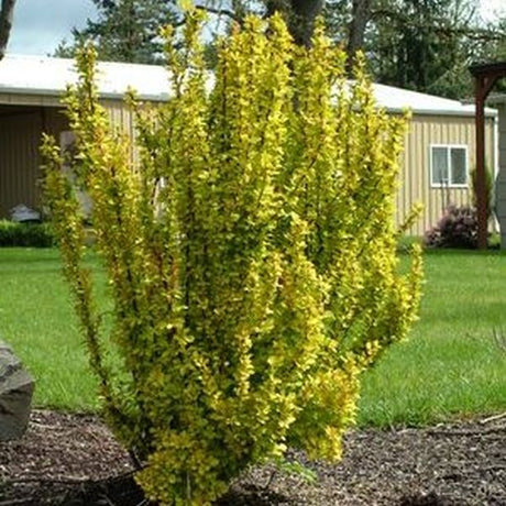 Golden Rocket Barberry