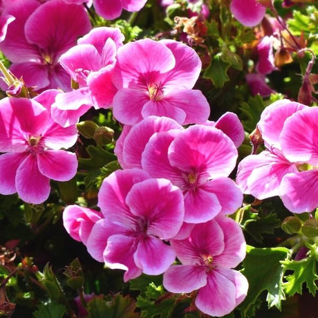 Elke Cranesbill Geranium