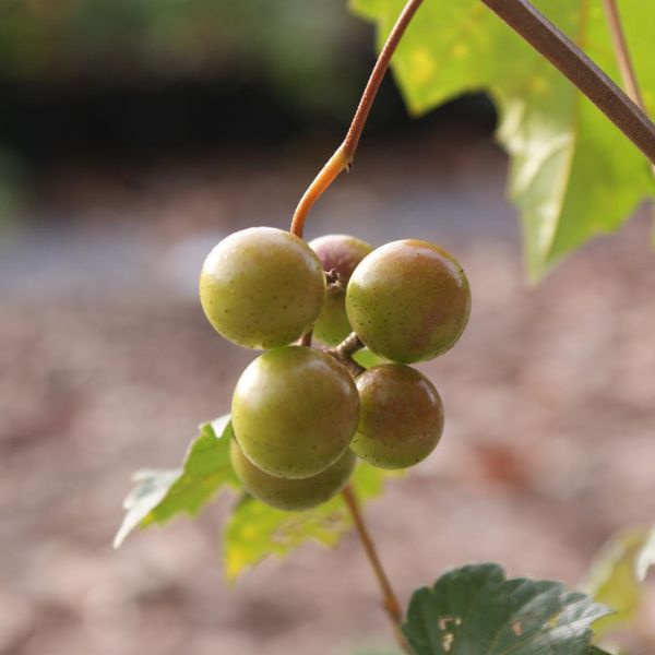 Carlos Muscadine Grape Vine