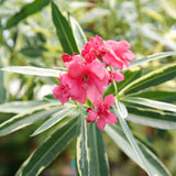 Twist Of Pink Oleander Tree Form