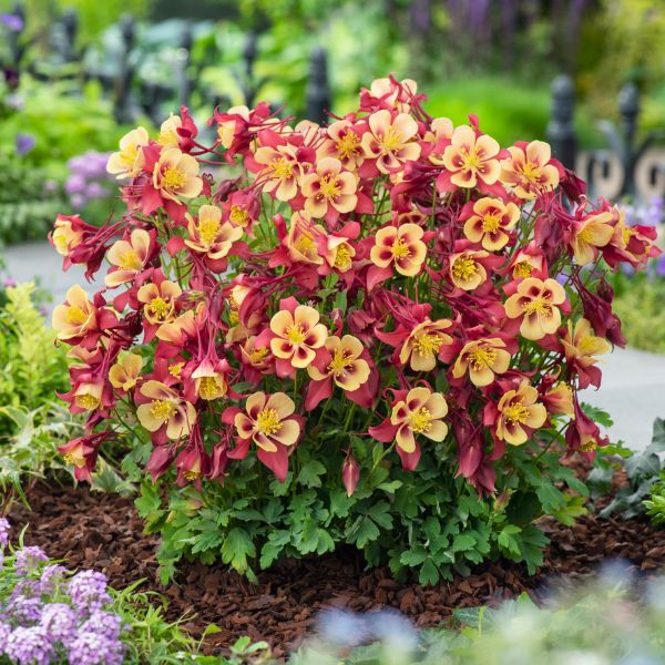 Earlybird™ Red Yellow Columbine