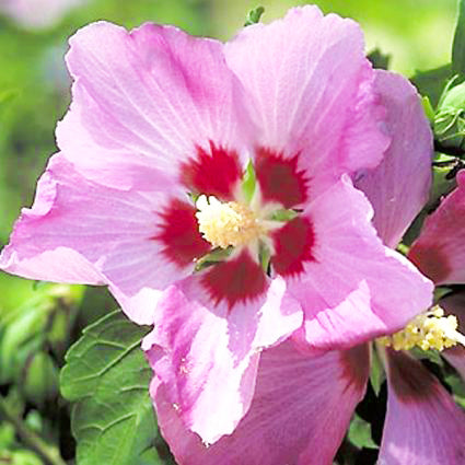 Aphrodite Rose of Sharon