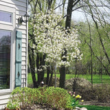 Autumn Brilliance Serviceberry