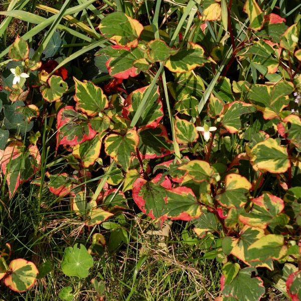 Chameleon Plant