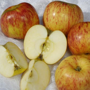 Gravenstein Apple Tree