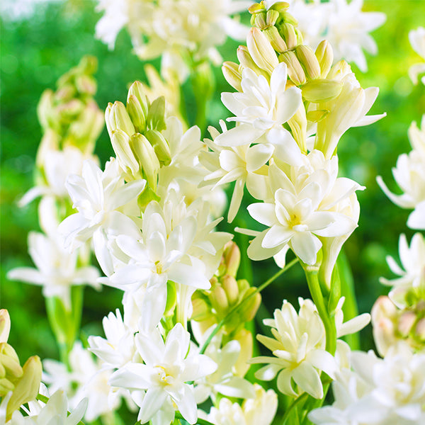 The Pearl Tuberose