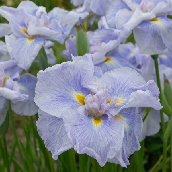 Dinner Plate&trade; Ice Cream Iris