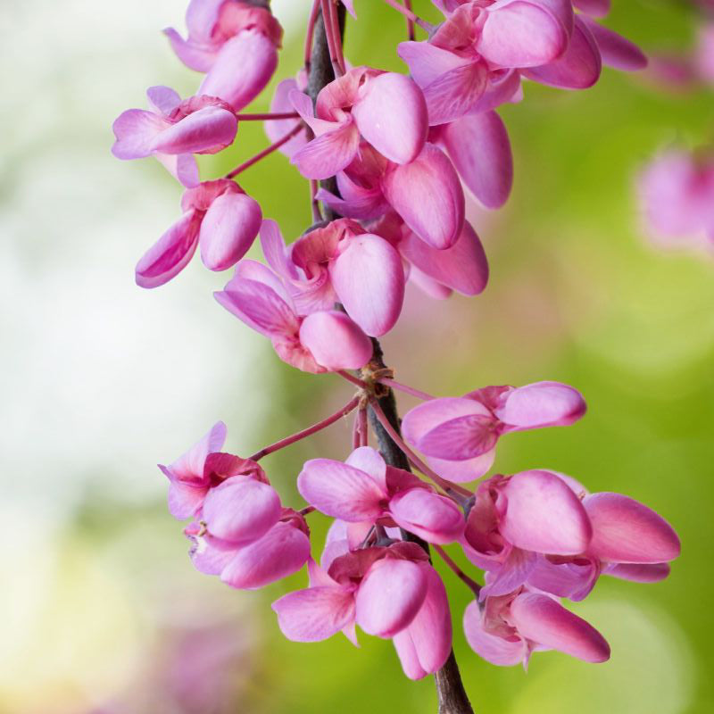 Pink Heartbreaker Weeping Redbud Tree