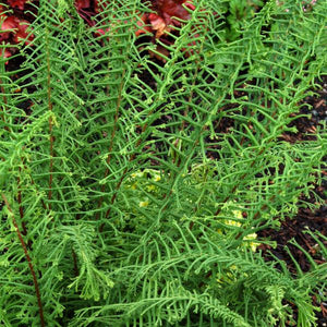 Dre's Dagger Fern