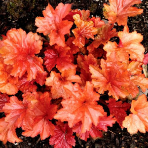 Paprika Coral Bells