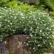 Geranium Sanguineum Album