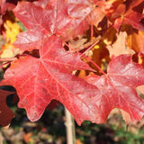 Flashfire&reg; Sugar Maple