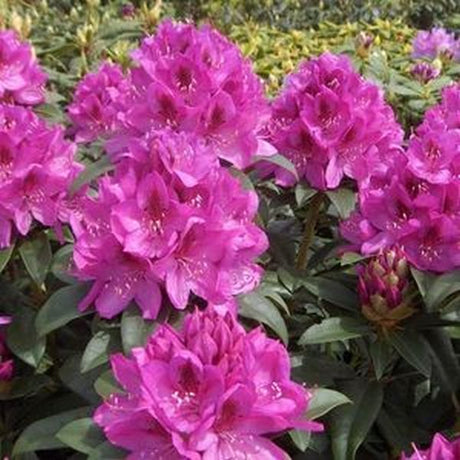 Anah Kruschke Rhododendron