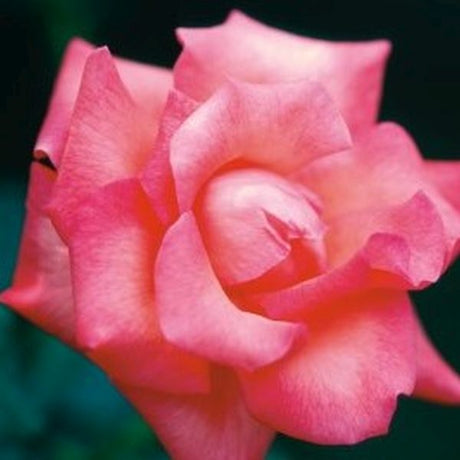 Touch of Class&trade; Hybrid Tea Rose