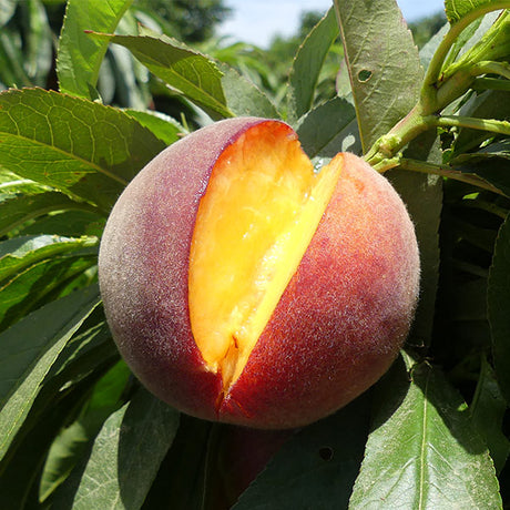 El Dorado Miniature Peach Tree