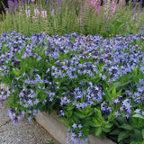 Blue Ice Amsonia