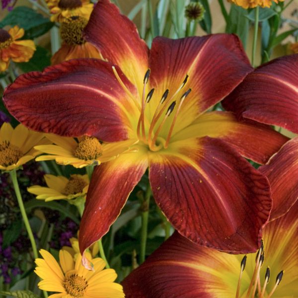 Ruby Spider Daylily