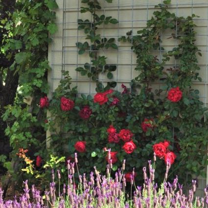 Florentina&trade; Arborose&reg; Climbing Rose