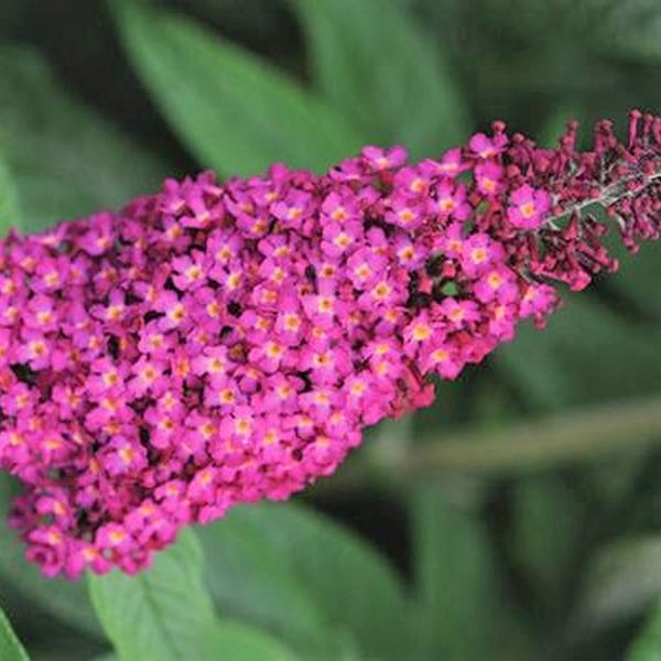 CranRazz&trade; Butterfly Bush