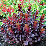 Touchdown&trade; Teak Sedum