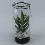 3 Assorted Glass Jar Succulents