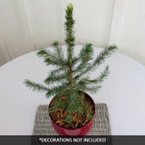 Serbian Spruce Tabletop Christmas Tree