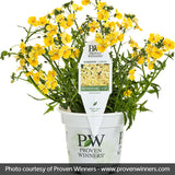 Sunsatia&reg; Lemon Nemesia