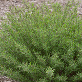 Dwarf Blue Leaf Arctic Willow