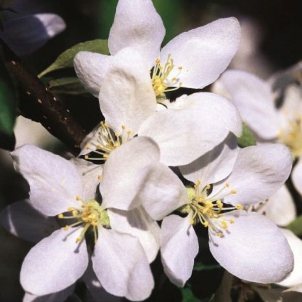 Dolgo Crabapple Tree