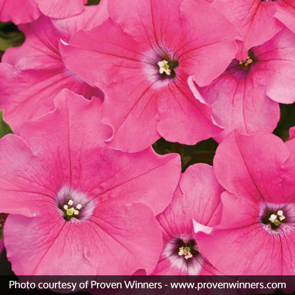 Supertunia&reg; Giant Pink Petunia