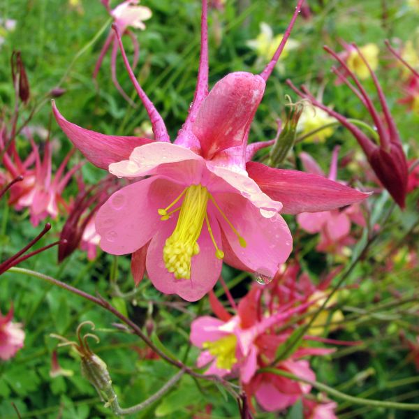 Biedermeier Columbine