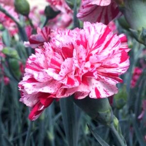 Devon Cottage Pinball Wizard Dianthus