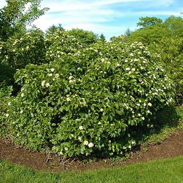 Raspberry Tart Viburnum