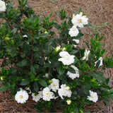 First Editions&reg; Double Mint Gardenia