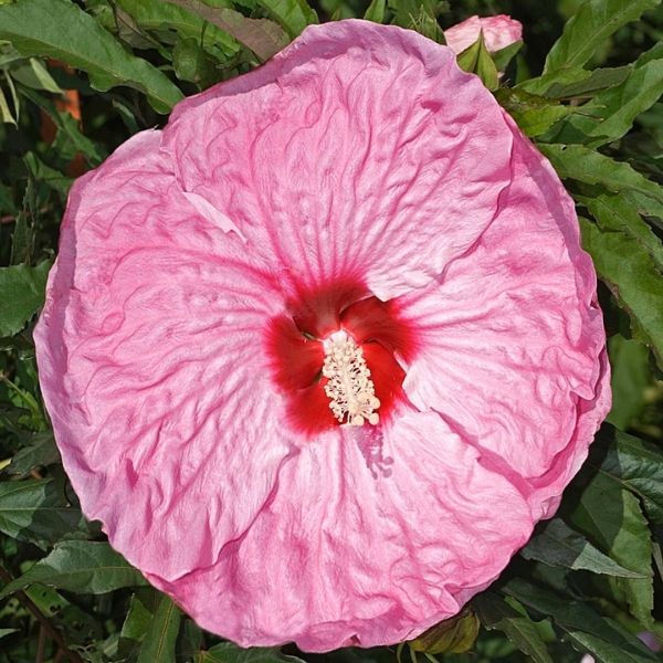 Party Favor Hibiscus