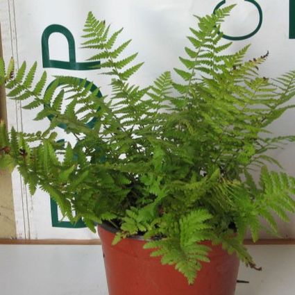 Male Fern