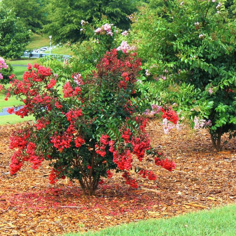 Red Crape Myrtle Shrub