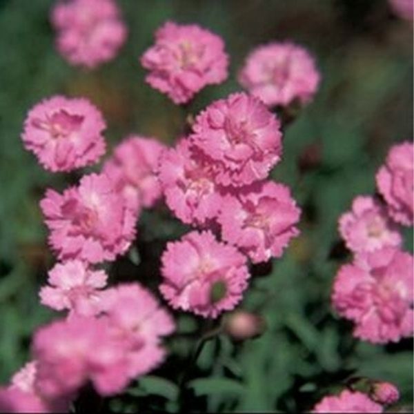 Tiny Rubies Dianthus