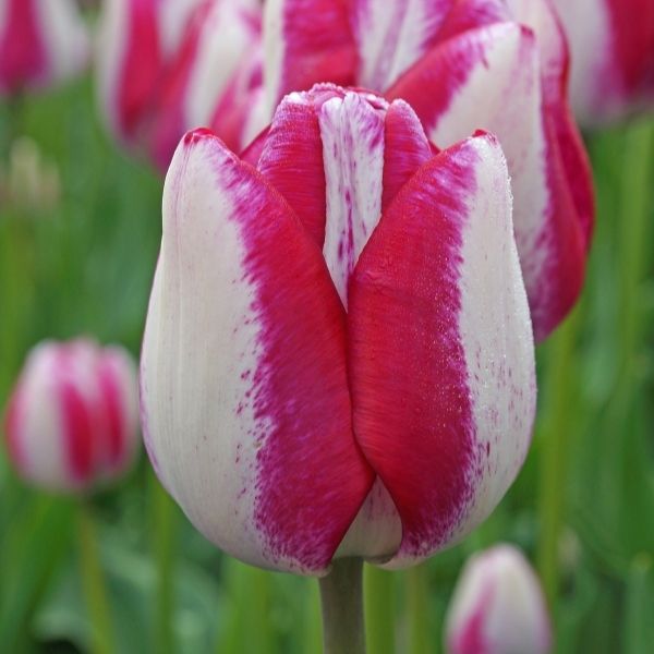 Hot Pants Tulip