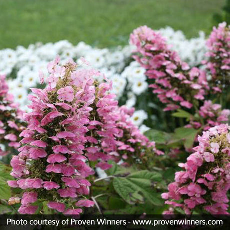 Gatsby Pink&reg; Oakleaf Hydrangea