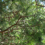 Scotch Pine